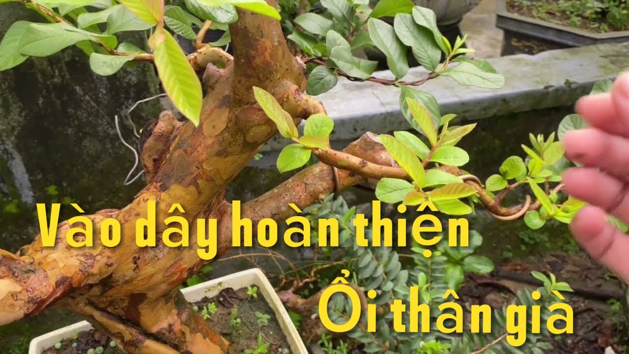Tiếp tục vào dây cho cây ổi rừng già