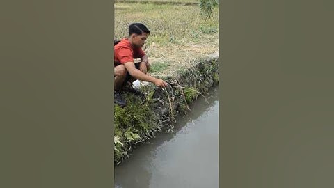 Mancing Ikan Wader Putih Di Sungai #petualangan #minivlog #vlog