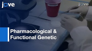 Manipulating Regeneration Of Planarian Dugesia japonica l Protocol Preview