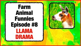 Llama Prank Fail - Funny Animal Videos - Comedy Skit #8