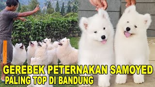 PETERNAKAN ANJING SAMOYED PALING TOP DI BANDUNG