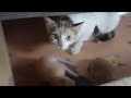 Takip Ettim Anne Kedi Yavrularını Eczaneye Taşımış