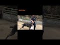 What happens when Cane Corso Attacks a Dogo Argentino! #canecorso #dogoargentino
