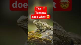 👀 Rare Lizard with 3 Eyes #tuatara #learnaboutanimals #rareanimals #youtubeshorts #lizardlovers