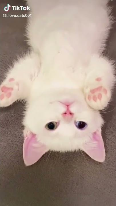 Cute Cat  and funny TikTok 2022 #shorts #viral   087