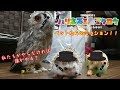 【フクロウ&ハリネズミ】 ペットたちのミッション!
