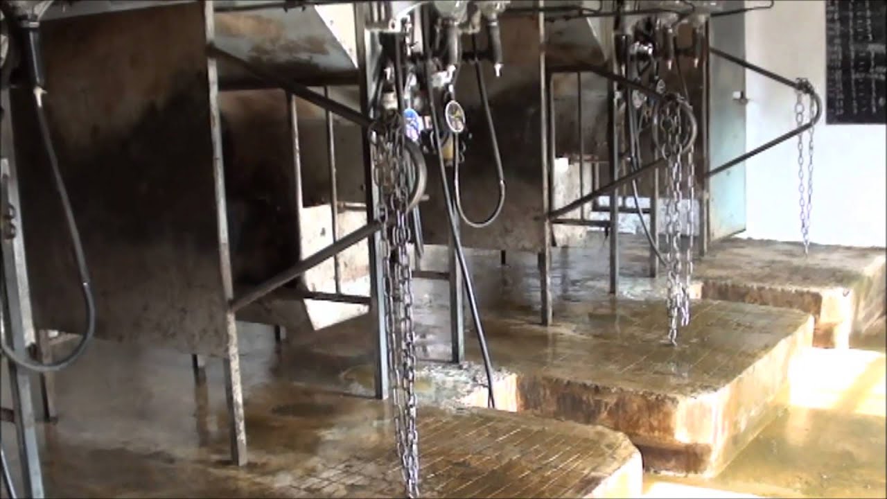 Milking In An Abreast Parlour Part 2 Youtube