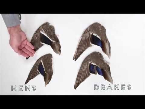 Video: Mění samec kachny divoké barvu?