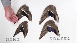 Duck Identification: Mallards