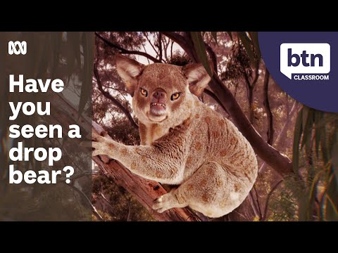 Are Drop Bears Real? - Behind the News 