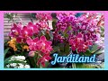 📝Чехарда с комментариями 🤯Очередная порция цветочной красоты из магазина Jardiland 🤩