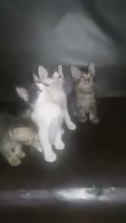 Story wa kucing ala ganongan