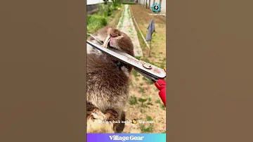 Bunny Dental Drama Those Clippers Are HUGE Rabbit Pets Funnyanimals Diyvet Omg 