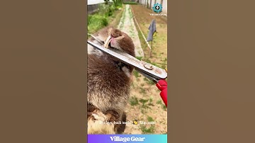 Bunny Dental Drama! 🦷✂️ Those Clippers are HUGE! #rabbit #pets #funnyanimals #diyvet #omg