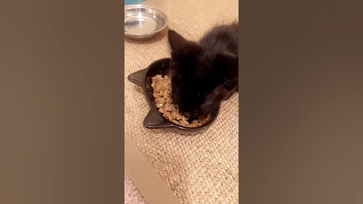 Eros com 47 dias aprendendo a comer rao