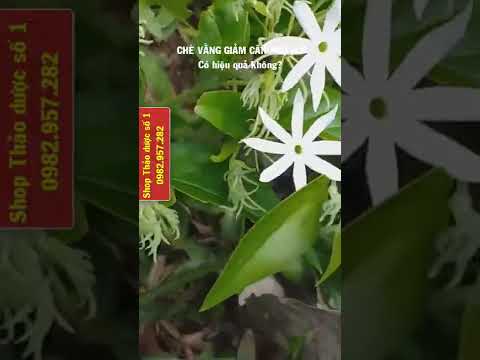 Video Chè vằng giảm cân, giảm béo bụng ở phụ nữ sau sinh... - youtube