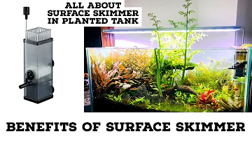 Quelle plante de surface aquarium ?