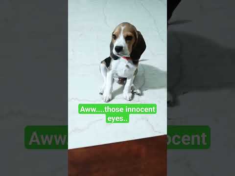 Cute beagle puppy innocent eyes..#viral #trending #youtubeshorts #funny #innocent #shorts #puppy