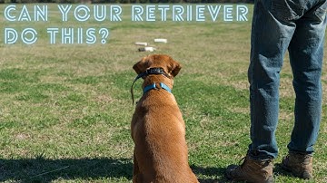 Transition Force To A Pile | Retriever Training