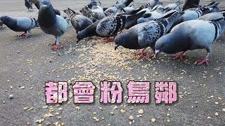 【流浪鴿】都會粉鳥鄰｜外來種野鴿問題多 (我們的島 第1057集 2020-06-01)