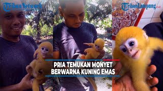 Viral Pria Temukan Monyet Berwarna Kuning di Perkebunan