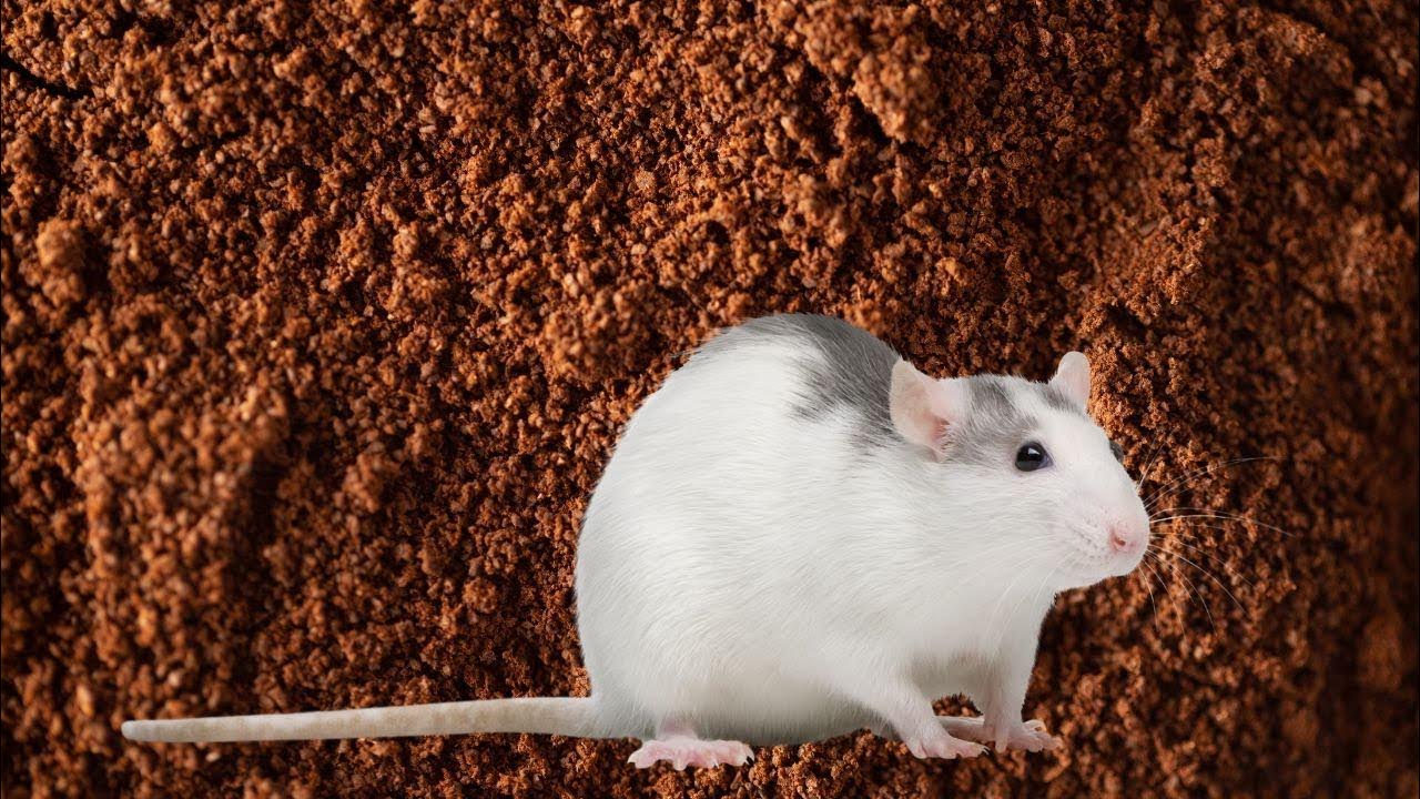 Do Coffee Grounds Attract Rats YouTube