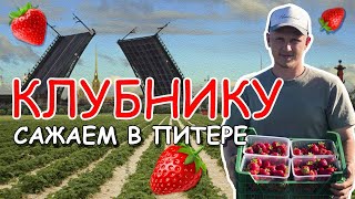 Посадка КЛУБНИКИ 🍓 Легкие деньги ? Заработок на клубнике в открытом грунте. Самая вкусная КЛУБНИКА🍓