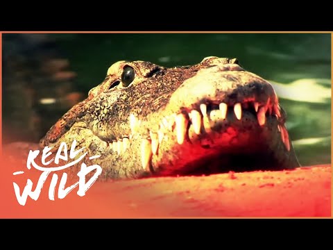 Crocodiles: The Oldest Living Reptiles | Wild About documentary thumbnail