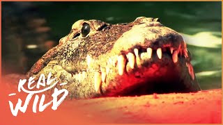 CROCODILES: THE OLDEST LIVING REPTILES | WILD ABOUT