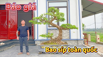 Báo giá nhiều cây sanh, cây hoa, cây quả Rất Hợp Lý tại NV Ba Lửa. ĐT 0967166516