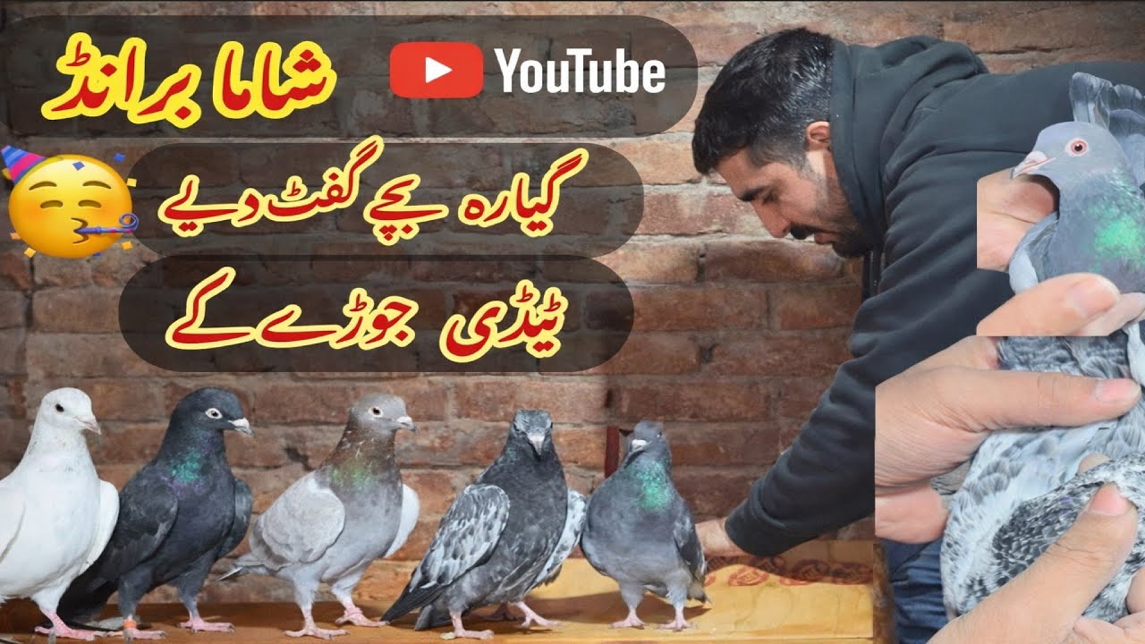 Shama brand 11 bachy gift diya 