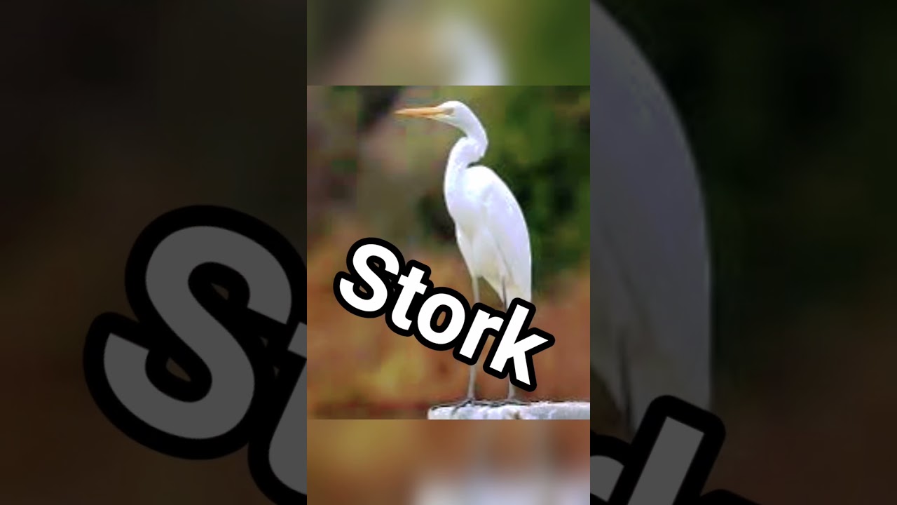 বক ও বাজপাখি এর ইংরেজি 👍 