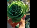 Relaxing Rose Cutting ASMR Part-6  |Satisfying ASMR#asmr |#rose#shorts