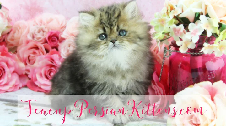 Watch the video about PL - Female Gold Persian Kitten for Sale
