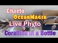 Waterbox aio nano reef tank build  ep 29  algae barn chaeto pods live phyto and coralline