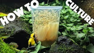 How to culture flightless fruit flies as food!