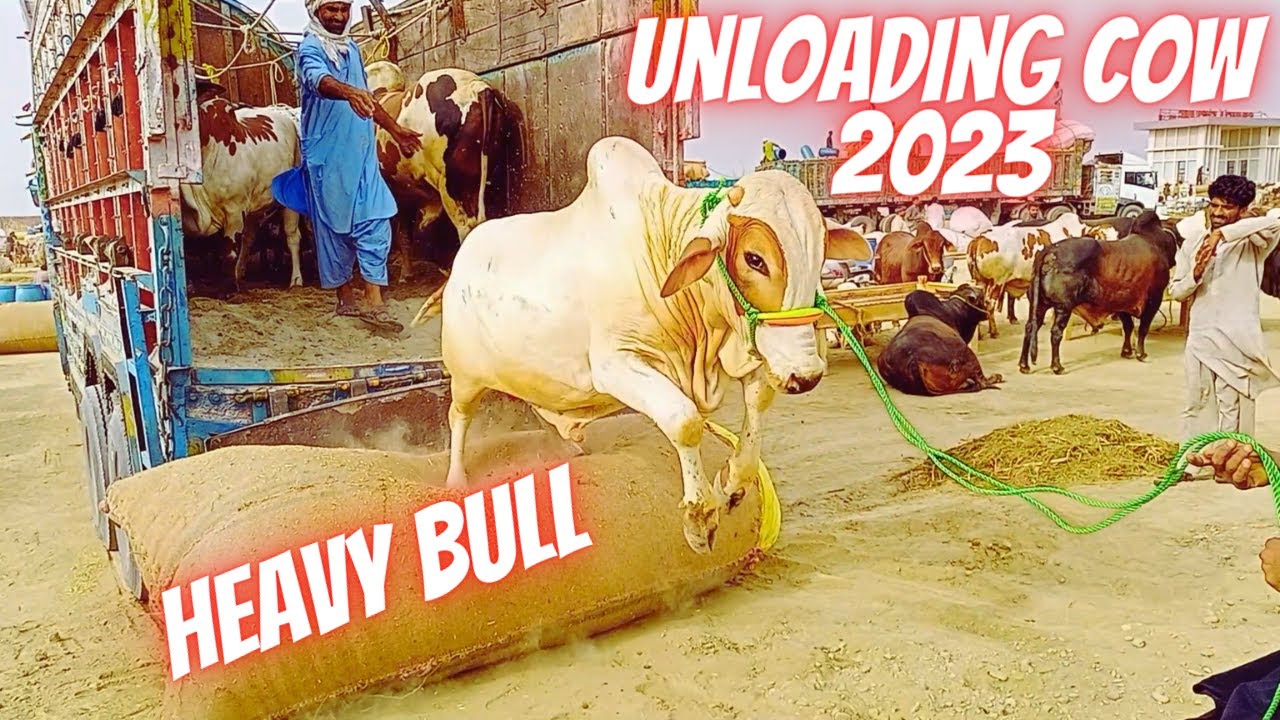 Heavy Bull Unloading Cow 2023 Karachi Northern Bypass Maweshi Cow Mandi 2023 Latest Update 2023