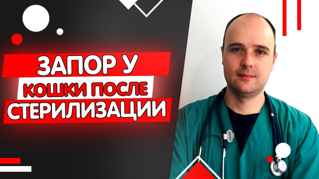 Кошка не ходит в туалет после стерилизации операции