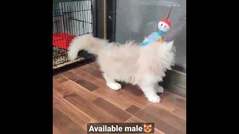 Watch the video about 😻OMG so cute cats Persian cats | Semi punch face | WhatsApp 📞6392929085 #shorts