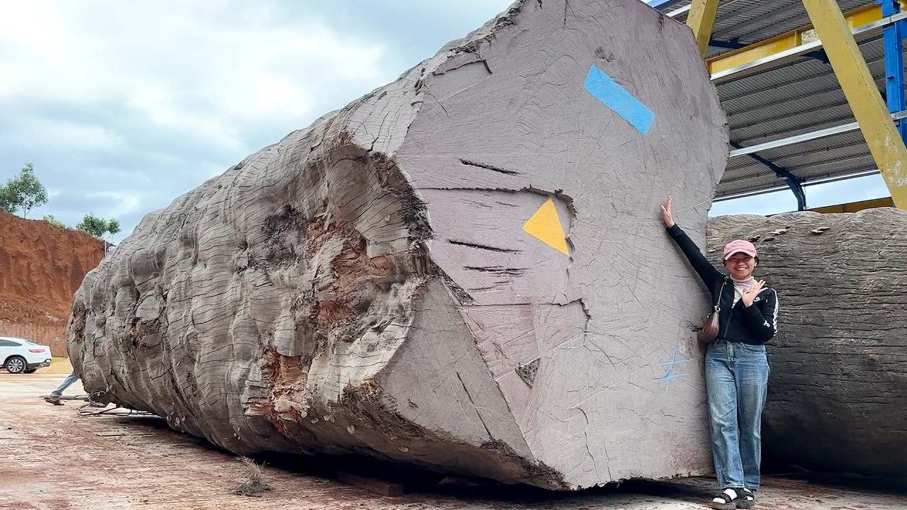 The Process Of Processing The Most Expensive 5000 Year Old Tree Stump On Earth