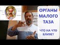 Органы малого таза. Что влияет на них и на что влияют они. Андрей Найдек.