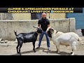African Boer & Alpine Goat for Sale at Choudhary Livestock📲8080103536