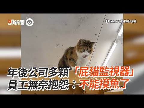 年後公司多顆「屁貓監視器」 員工無奈：不能摸魚了｜寵物動物｜貓｜監督