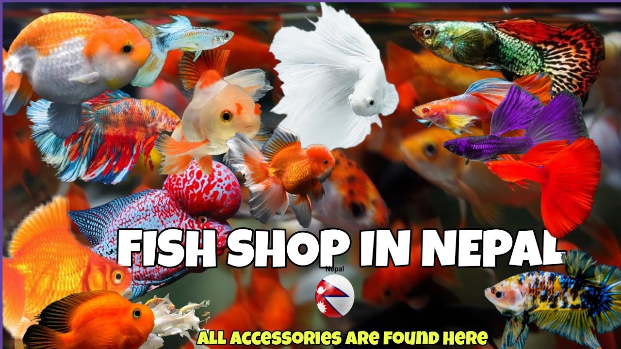 FISH SHOP IN NEPAL🇳🇵 REASONABLE FISH PRICE? VARIOUS QUALITY FISH G SAGAR AQUARIUM YouTube
