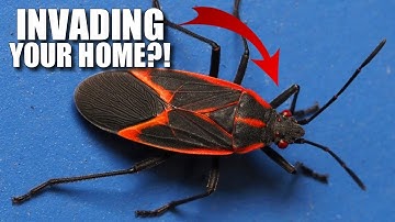 Boxelder Bug Facts: the MAPLE BUG 🍁 Animal Fact Files