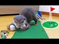 ビンゴの前でパター練習したらカワウソの血が騒いだようだ・・・(Otter bingo playing golf with me !?)