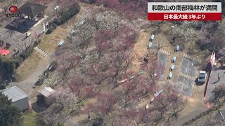 【速報】和歌山の南部梅林が満開 日本最大級、3年ぶり