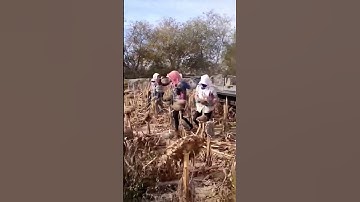 Sunflower Harvesting Process - Unique tools to boost efficiency and streamline work