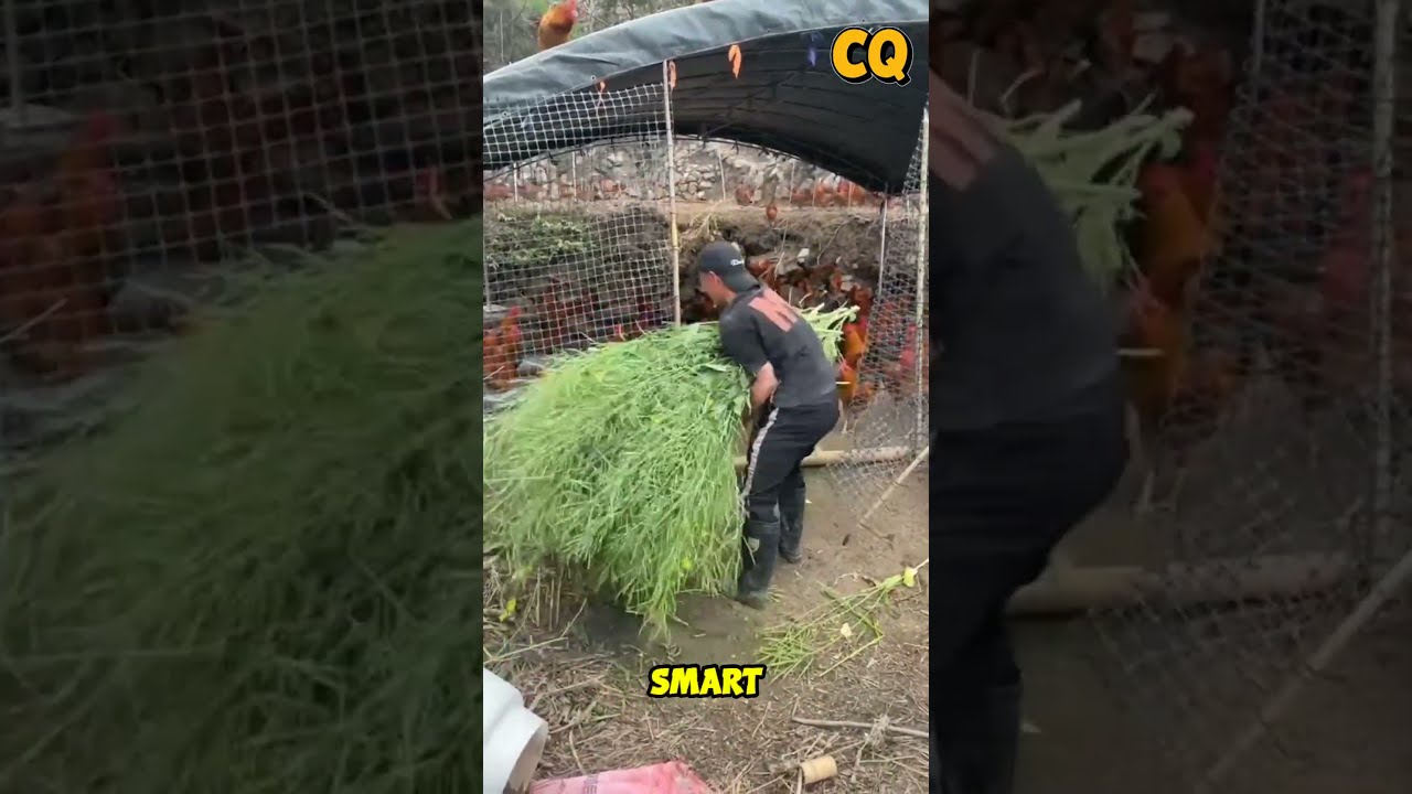 He Feeds Thousands Of Chickens Every Day Using A Monorail 