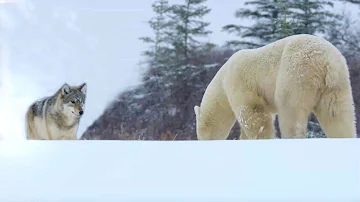 ¿Puede un lobo vencer a un oso?